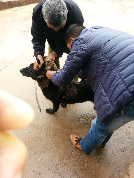 洛羊街道成立专业防疫队伍开展秋季狂犬病免费防疫工作