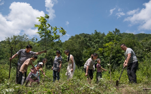 姚祖元（右一）与家人一起种树（2019年7月13日摄）。在秦岭深处的陕西省汉中市留坝县火烧店镇，姚家五代人历时70年深耕秦岭的故事在当地家喻户晓，传为佳话。新华社记者 陶明 摄